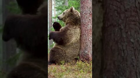 Its a Bear's Life #shorts #short
