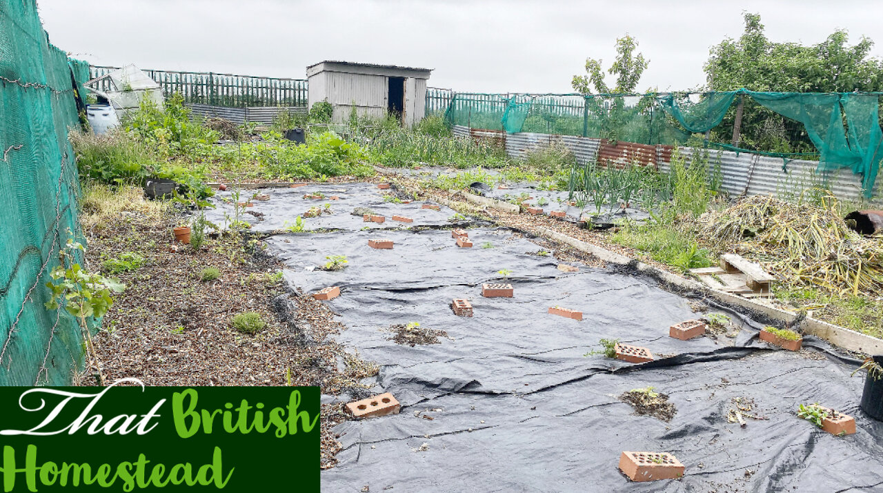 My Summer Vegetable Garden Fertilizing Routine: Allotment Garden