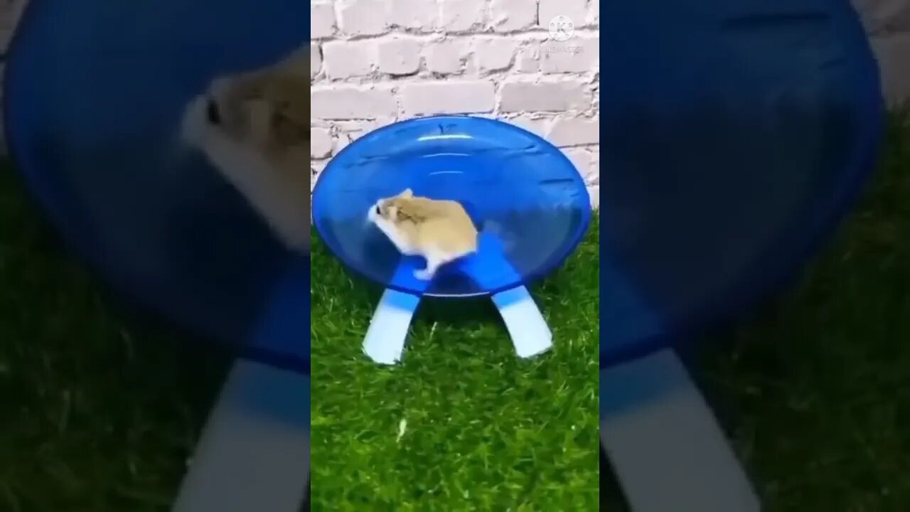 How to STOP The rat ๐ BITING & CHEWING MACHINE Reality ๐ฟrat Training | Labrador rat Training #short