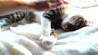 Little Cat Purrs and Makes Biscuits