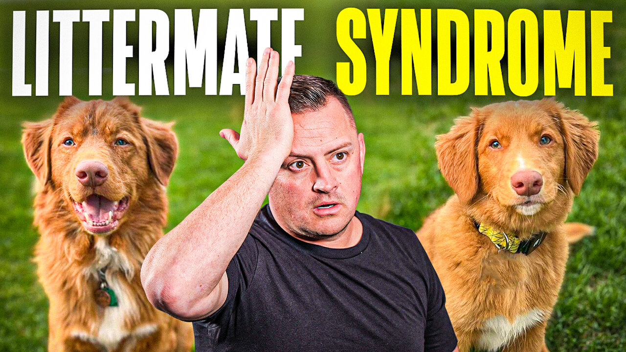 Watch This BEFORE Getting 2 Puppies