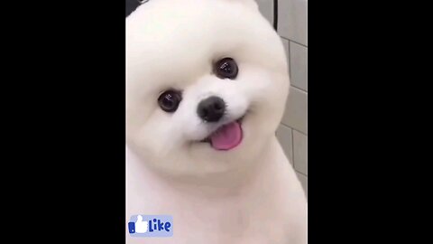 super_cute_Little_puppy_dog_Hair_cut_😱😱😱🙈