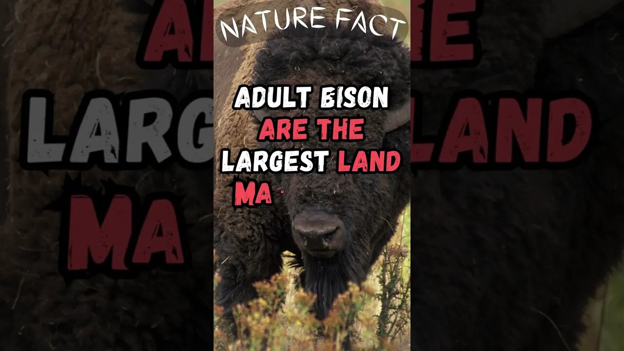 🦬Discover Fascinating Nature Facts👀 #shorts #shortsfact #naturefacts #bison #mammal #northamerica