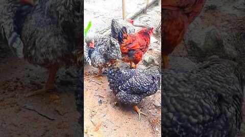 GALINHA E GALINHA JUNTOS DIVERSÃO GARANTIDA