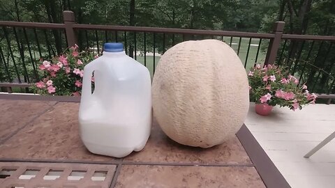 15 POUND HUGE CANTELOPE