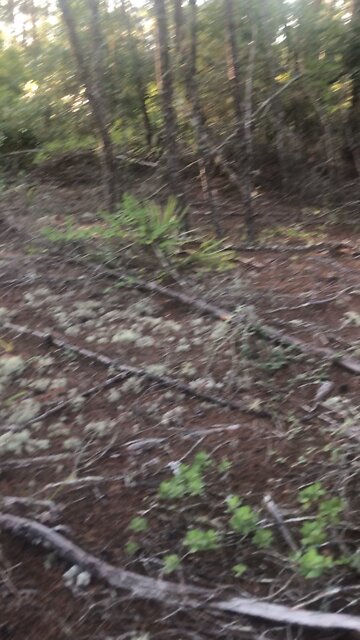 Deer Moss at Santos Trails