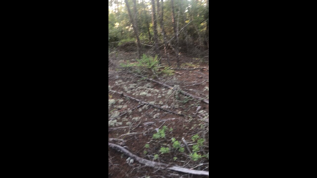 Deer Moss at Santos Trails