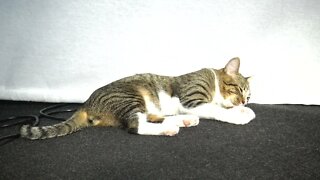 Dreaming Cat Moves His Tail