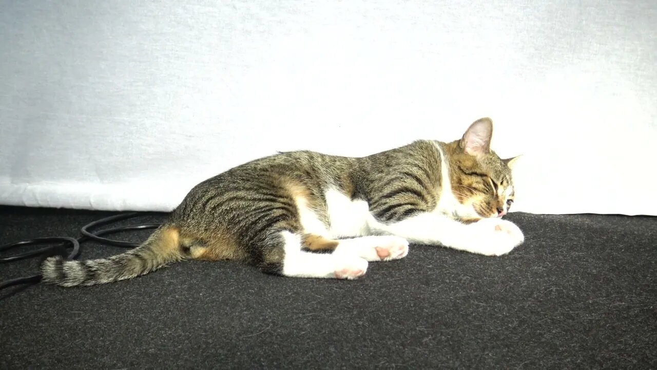 Dreaming Cat Moves His Tail