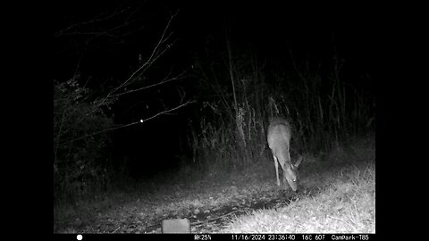 Deer Cam 11-16-2024