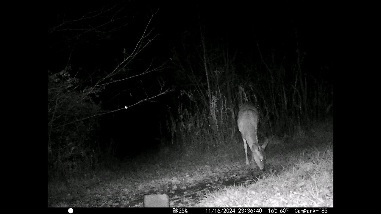 Deer Cam 11-16-2024