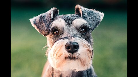 Cute puppy cute smart dog watch very funny