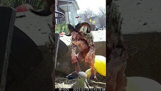 Sheepsquatch Visits #Shorts