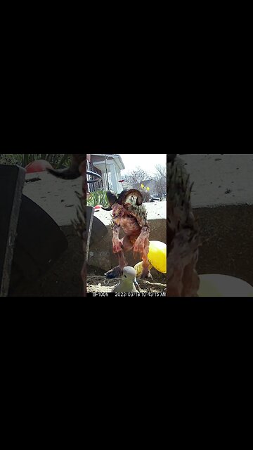 Sheepsquatch Visits #Shorts