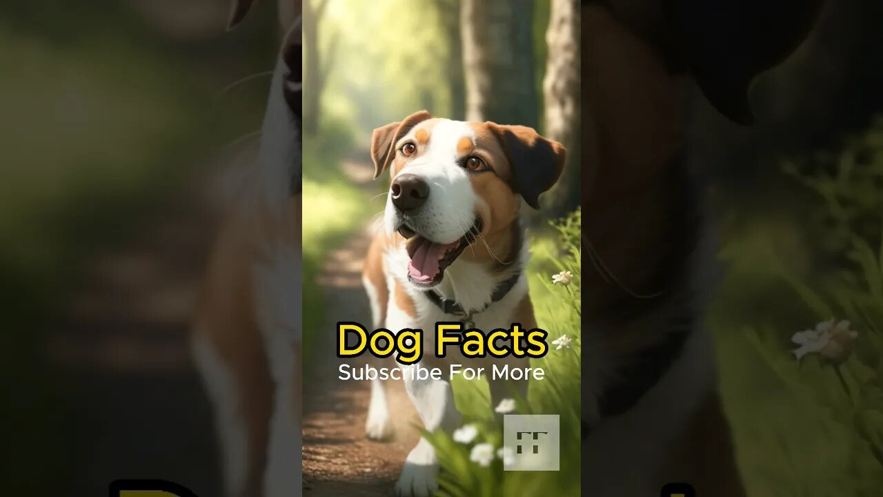 Dog Facts - I Bet You Don't Know 🐶😜😉 #dogs #doglovers #dogfacts #dogsofinstagram #dogshorts #shorts