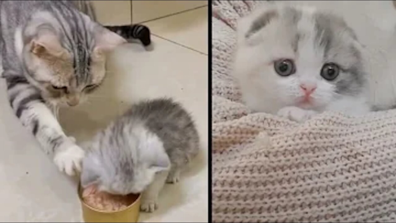 💗World Best kitten pets🙀kitten cats😺 funny cats😻cute kitten cats video🐈😹🙀#shorts