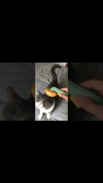 1Min Animal World #dogs #cats #pet