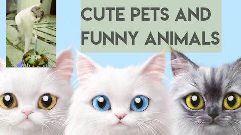 Cute Pets And Funny Animals Compilation.😂