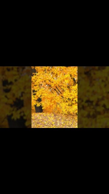 RELAXING MUSIC/DEEP SLEEP MUSIC/autumn ambience music #shorts