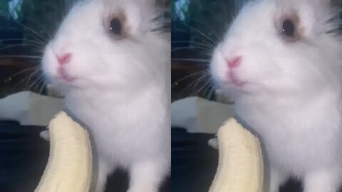 cute rabbit likes bananas