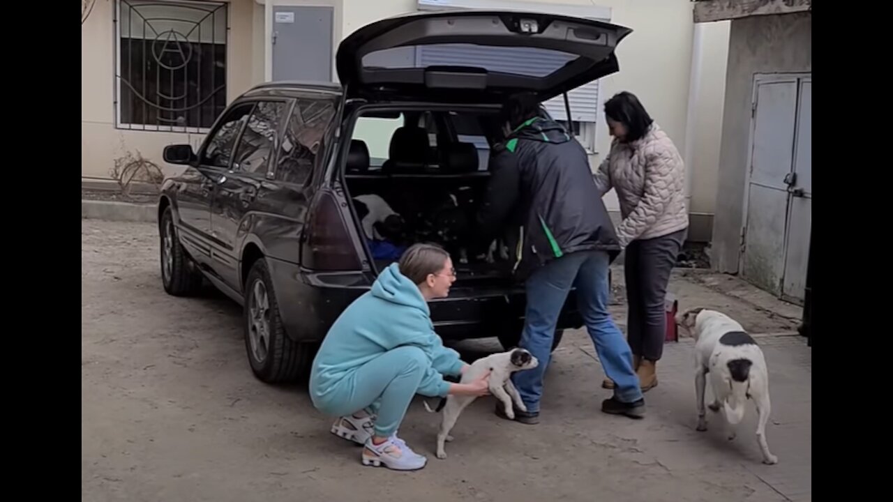 Mama Dog Reunited with her Stolen Puppies.. Beautiful moment