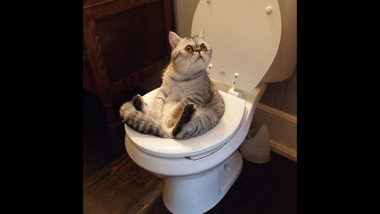 Funny Adorable Pets at home