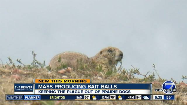 Bait balls help wipe out plague in Colorado prairie dogs