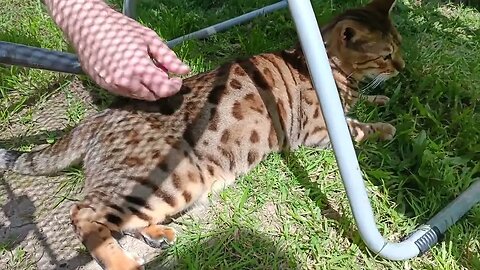 Summer garden Bedford #bengalcat