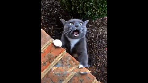 Cats funny video cats video ❤️ very funny cats video 🐈