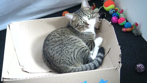 Cat Has a New Box to Eat from