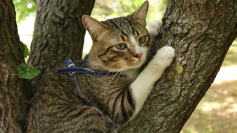 Brave Apartment Cat Has Climbed on a Real Tree