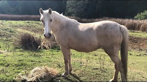 Feeding the horses hay through winter