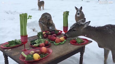 Cena allo zoo