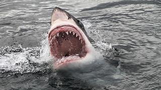 Great White Sharks circle divers at Guadalupe Island