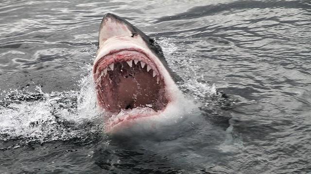 Great White Sharks circle divers at Guadalupe Island