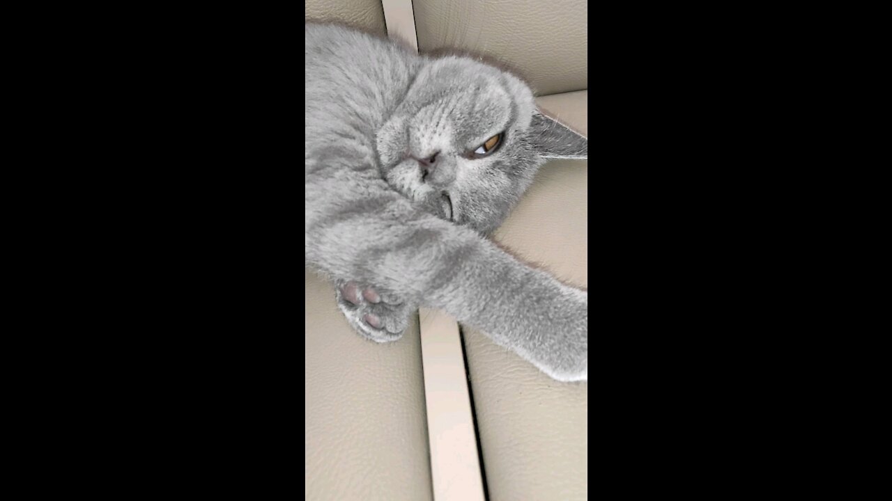 Cat has an amazing day 🐈😻☀️