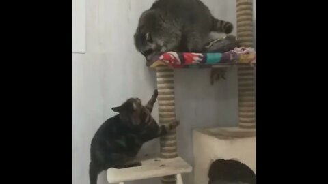 Cat & Racoon - Playing or Fighting?