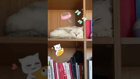 🐱Cutest Cats🐱