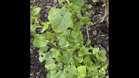 Health benefit of peppermint. How to make peppermint tea