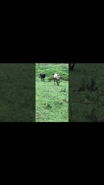 Fetching the old horses for dinner