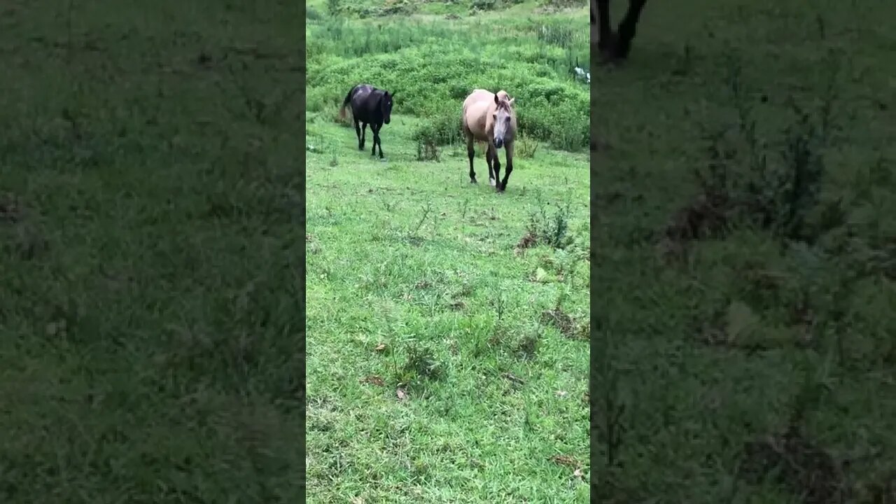 Fetching the old horses for dinner