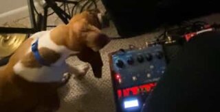 Cão fica possuído com som estranho de guitarra