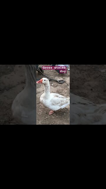 Goose keeps stalking dog #maremma #livestockguardiandog #geese