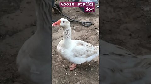 Goose keeps stalking dog #maremma #livestockguardiandog #geese