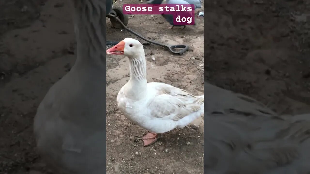 Goose keeps stalking dog #maremma #livestockguardiandog #geese