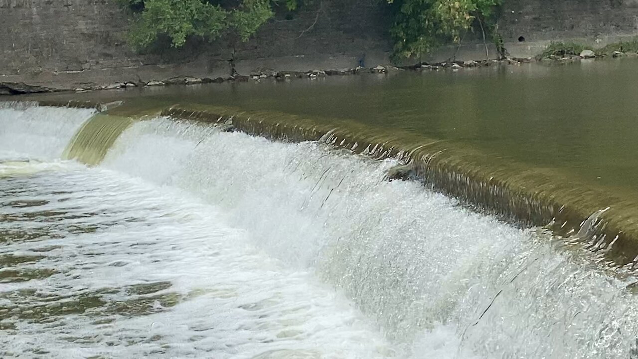 2021 Salmon run Humber River 33