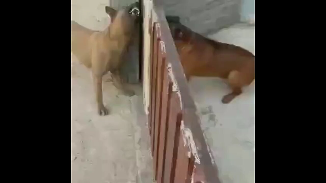 🐕🐕🐕🐕 dogs funny video