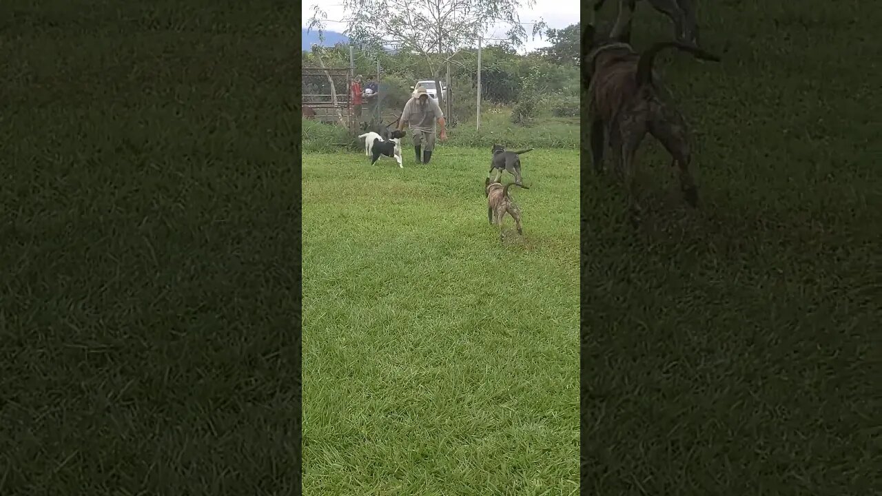 They love Dad! #bestbreed #pitbull #dog