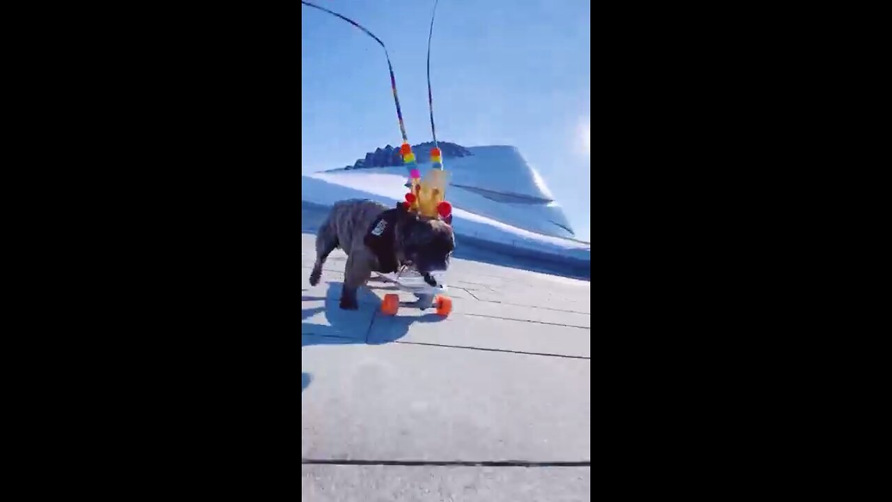 Skatedog 04