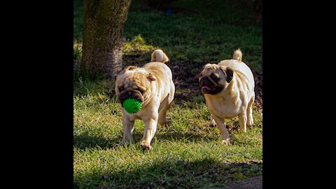 cute pug happy sunday